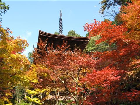金剛輪寺（秋頃）写真提供：（公社）びわこビジターズビューロー